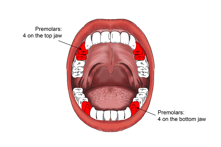 There are 8 premolars in the mouth